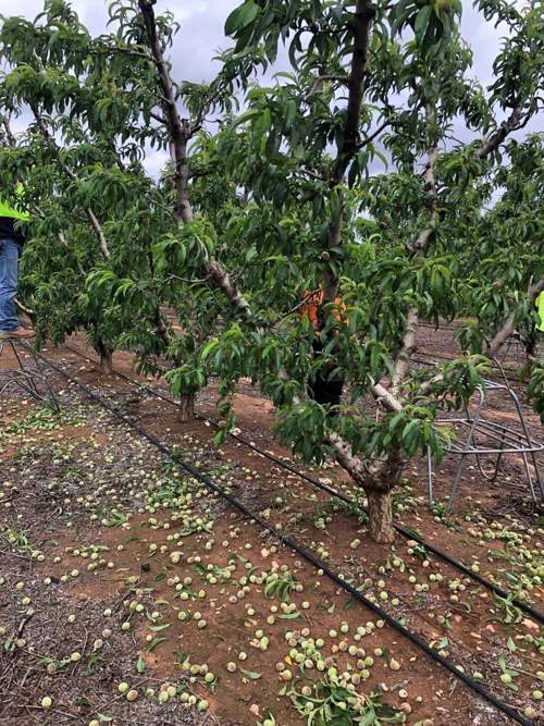 About Us Peter White Orchard fruit farm in Australia