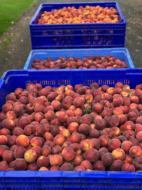 Employment Peter White Orchard farm workers harvest fruit