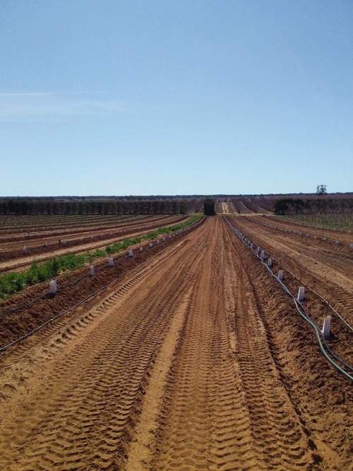 Gallery Peter White Orchard fresh Australian fruit harvest photos