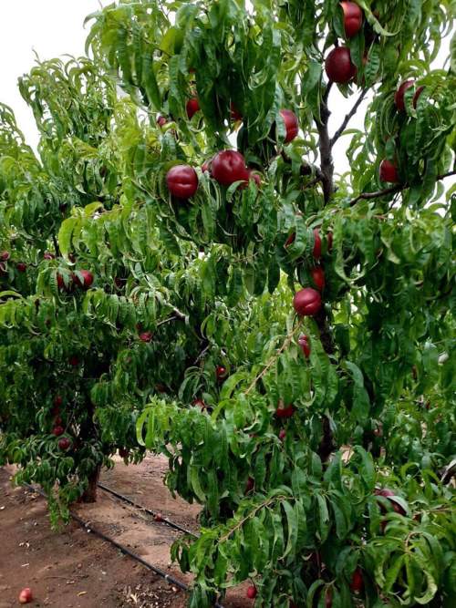 Shopping Cart Peter White Orchard fresh fruit order review